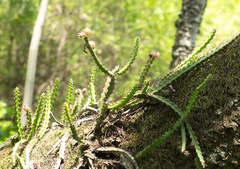 Pfeiffera ianthothele