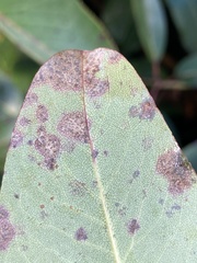 Ruptoseptoria unedonis