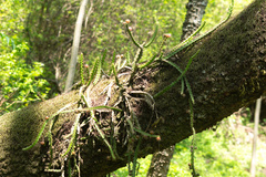 Pfeiffera ianthothele