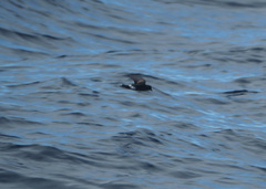 Oceanites gracilis