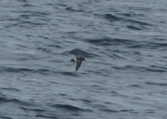 Oceanites gracilis