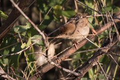 Cisticola chiniana
