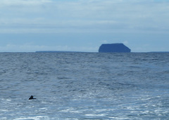 Oceanites gracilis