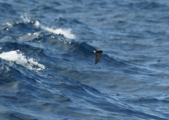 Oceanites gracilis