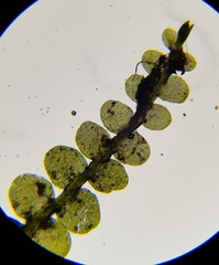 Jungermannia atrovirens