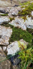 Jungermannia atrovirens
