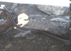 Pseudalsophis hephaestus