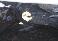 Pseudalsophis hephaestus