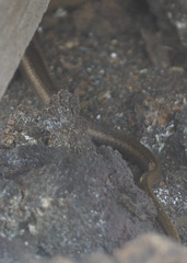 Pseudalsophis hephaestus