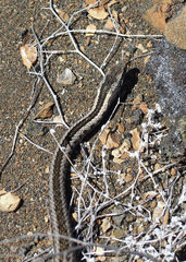 Pseudalsophis hephaestus