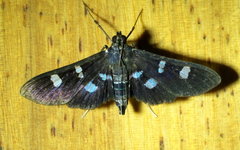 Desmia octomaculalis