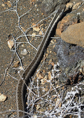 Pseudalsophis hephaestus