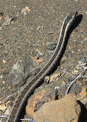 Pseudalsophis hephaestus