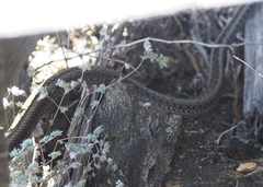 Pseudalsophis hephaestus