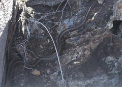 Pseudalsophis hephaestus