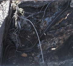 Pseudalsophis hephaestus