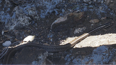 Pseudalsophis hephaestus