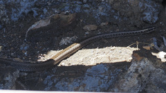 Pseudalsophis hephaestus