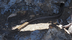 Pseudalsophis hephaestus
