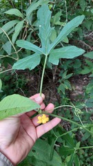 Cucurbitella asperata