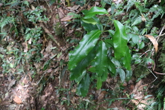 Leichhardtia flavescens
