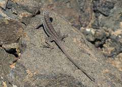 Microlophus jacobii