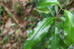 Leichhardtia flavescens