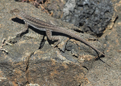 Microlophus jacobii