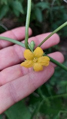 Cucurbitella asperata