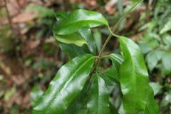 Leichhardtia flavescens