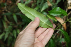 Leichhardtia flavescens