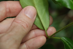 Leichhardtia flavescens