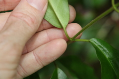 Leichhardtia flavescens