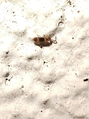 Entomobrya albocincta