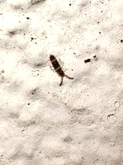 Entomobrya albocincta