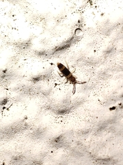 Entomobrya albocincta