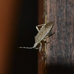 Dicranocephalus marginicollis