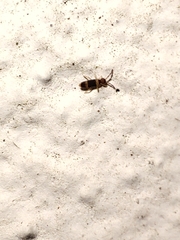 Entomobrya albocincta