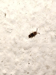 Entomobrya albocincta