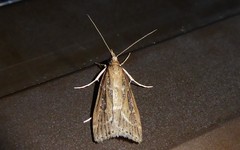 Eudonia octophora