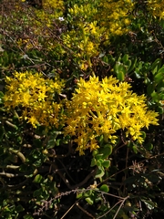Sedum dendroideum