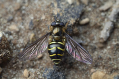 Dasysyrphus
