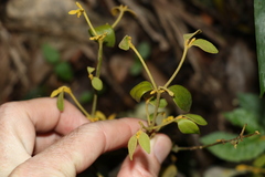 Notothixos subaureus