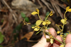 Notothixos subaureus