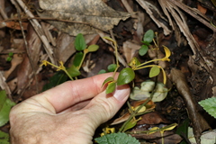 Notothixos subaureus