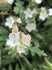 Phacelia malvifolia