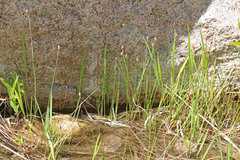 Eleocharis rostellata