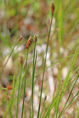 Eleocharis rostellata