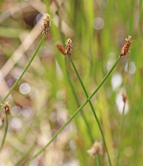 Eleocharis rostellata