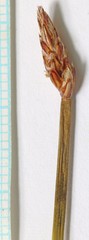 Eleocharis rostellata